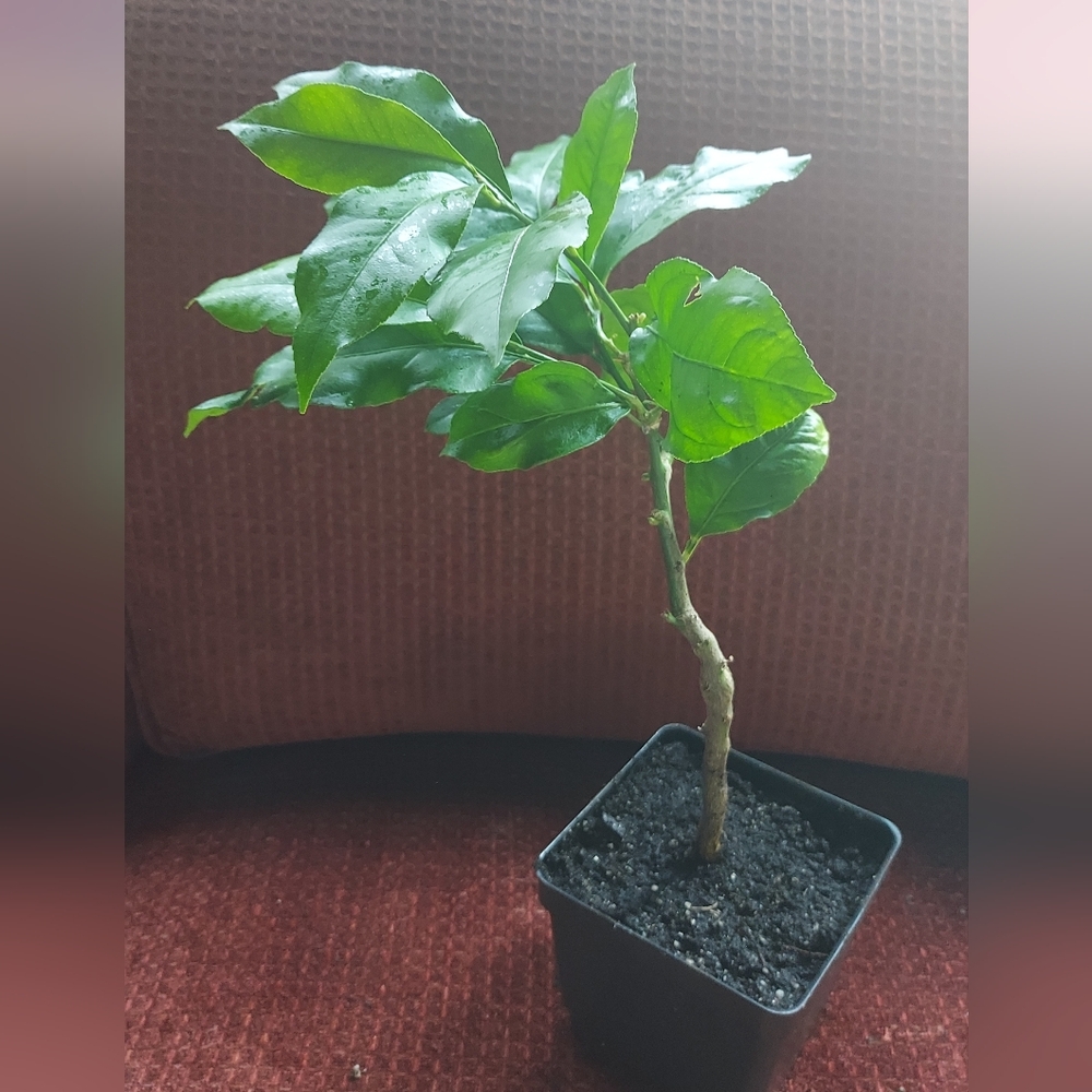 Dewarf Meyer Lemon Tree